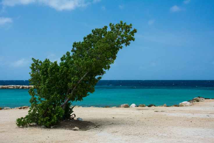 sea-beach-storm-tree.jpg